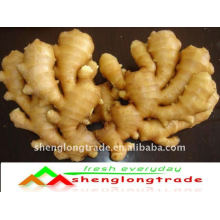 fournisseur chinois frais de gingembre mûr 2011